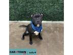 Adopt Aries a Shar-Pei, Pit Bull Terrier