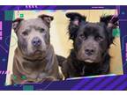 Adopt 44140 & 44141 - Casper and Rico a Border Collie, Staffordshire Bull