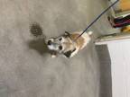 Adopt BANDIT a Fox Terrier, Mixed Breed