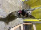 Adopt RAMBO a German Shepherd Dog