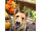 Adopt Ace a German Shepherd Dog, Mixed Breed
