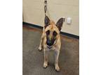 Adopt Sergio a German Shepherd Dog, Mixed Breed