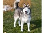 Adopt APPA a Siberian Husky