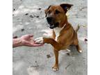 Adopt Spud a Labrador Retriever, Boxer