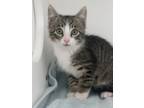 Adopt Cheerio a Domestic Short Hair