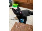 Adopt DESMOND a Domestic Short Hair