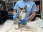 Adopt FRODO a Domestic Short Hair