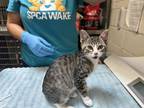 Adopt HARVEY a Domestic Short Hair