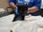 Adopt PUFF a Domestic Short Hair