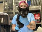 Adopt LEGOLAS a Domestic Short Hair