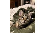 Adopt MILES a Domestic Short Hair