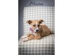 Adopt MASON a American Staffordshire Terrier