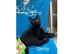 Adopt DERBY a Domestic Short Hair