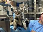 Adopt KAI a Domestic Short Hair