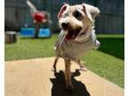 Adopt FELIX a Terrier