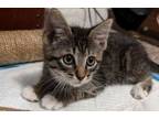 Adopt SANDOR a Domestic Short Hair