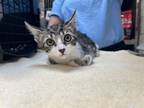 Adopt LUCIAN a Domestic Short Hair
