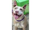 Adopt GORDO a Pit Bull Terrier