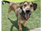 Adopt NICHOLAS a Hound, German Shepherd Dog