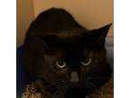 Adopt Luther a Domestic Short Hair