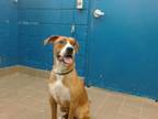 Adopt WALTER a Pit Bull Terrier