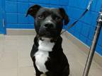 Adopt BULLET a Pit Bull Terrier, Mixed Breed