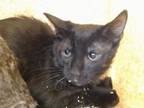 Adopt SHAGGY a Domestic Short Hair