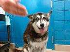 Adopt RAIDER a Husky, Mixed Breed