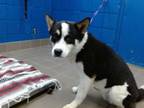 Adopt KITA a Akita, Mixed Breed
