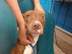 Adopt HILO a Pit Bull Terrier, Mixed Breed