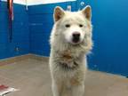 Adopt TONKA a Alaskan Malamute, Mixed Breed