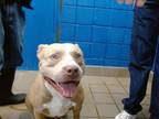 Adopt RICKY RICARDO a Pit Bull Terrier, Mixed Breed