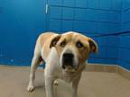 Adopt CHOPPER a Australian Cattle Dog / Blue Heeler, Mixed Breed