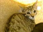 Adopt FRED a Domestic Short Hair