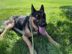 Adopt PHIL a German Shepherd Dog, Mixed Breed