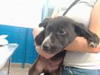 Adopt PEA a Labrador Retriever, Mixed Breed