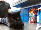 Adopt COLA a Domestic Short Hair