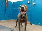 Adopt TIMMY a American Staffordshire Terrier, Weimaraner