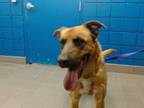 Adopt RUTLEDGE a German Shepherd Dog, Labrador Retriever