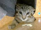 Adopt SCOOBY a Domestic Short Hair