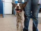 Adopt PUPPY a Australian Cattle Dog / Blue Heeler, Mixed Breed