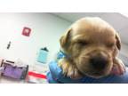 Adopt GRUMPYGILLS a Australian Cattle Dog / Blue Heeler, Mixed Breed