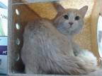Adopt FEVEN a Domestic Short Hair