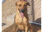 Adopt CAIRO a Labrador Retriever, Mixed Breed