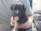 Adopt CAPITAN a Australian Shepherd, Mixed Breed