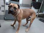 Adopt MAX a Pit Bull Terrier, Mixed Breed