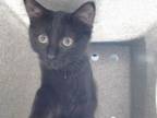 Adopt MOSES a Domestic Short Hair