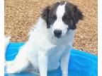 Adopt CHARLIE a Australian Shepherd, Mixed Breed