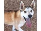Adopt DAVIS a Siberian Husky, German Shepherd Dog