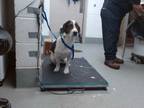Adopt MASE a Basset Hound, Mixed Breed
